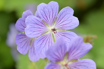 g&eacute;ranium des bois