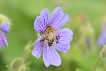 g&eacute;ranium des bois