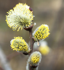 Flowering catkins of a willow