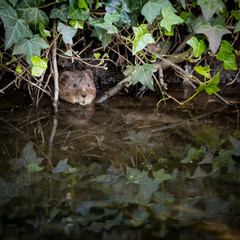 Wild Water vole peeping from burrow in ivy