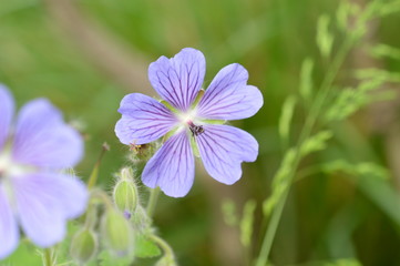 g&eacute;ranium des bois