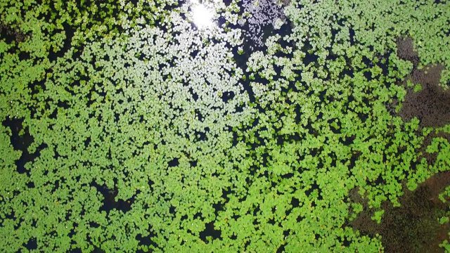 flight over the water lilies