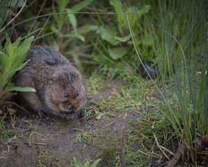 Wild water vole sat with hands together
