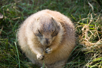 Black-tailed Prairie Dog Eating Grass Roots
