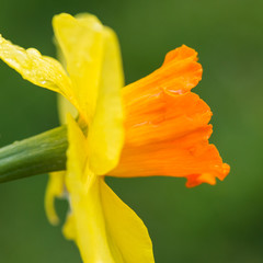Orange Trumpet