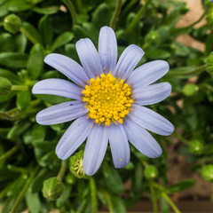 Obraz premium Felicia