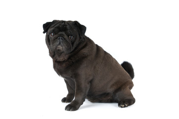 Obraz premium Black pug isolated on white