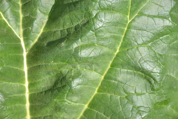 Close up of rhubarb leaf texture (Rheum rhabarbarum)