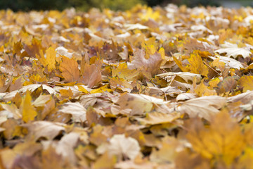 Herbstlaub auf der Erde