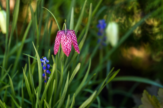 Variegated flowers bell