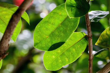 fresh and green leaves