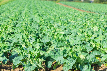 Fototapeta na wymiar Cultivated field: fresh green salad bed rows