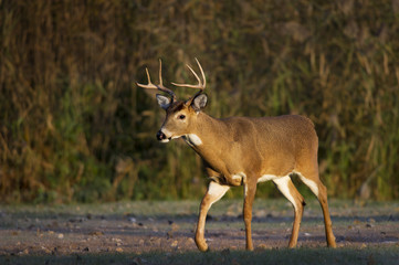 A whitetail deer buck walks through an open field in the early morning sun.