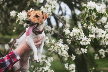 Jack Russell dog on hands at the man on the background of apple blossom