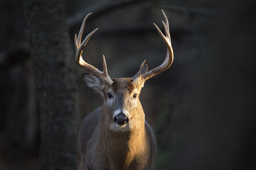 A handsome Whitetail Buck  deer stands in a spotlight of morning sunlight.