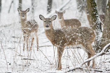 A group of Whitetail Deer stand in an early spring snow in the forest.