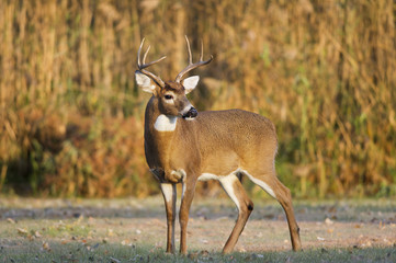 A whitetail deer buck stands in the early morning sun in an open field.