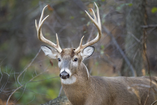 Fototapeta A healthy Whitetail Buck deer walks through the forest in the soft morning light.