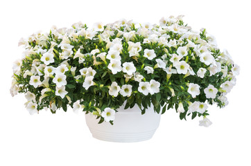 petunia pot 2