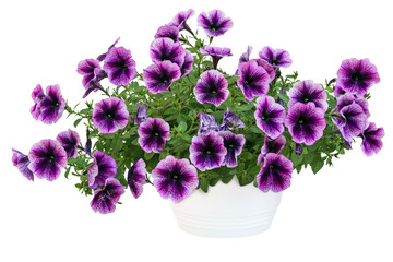 petunia pot 5