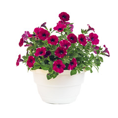 petunia pot