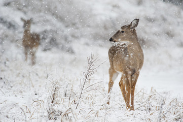 Obraz premium A whitetail deer doe stands proud in the falling snow.