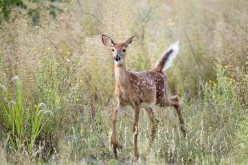 A small whitetail deer fawn walks through a field with an alert stance.