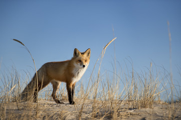Fototapeta premium Lis rudy stoi na piaszczystej wydmie z wysoką trawą i błękitnym niebem.