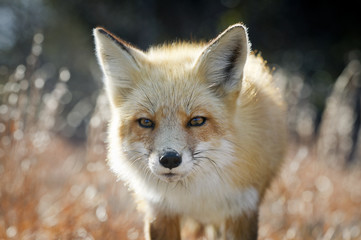 Obraz premium A curious Red Fox looks towards the camera on a bright sunny winter day.