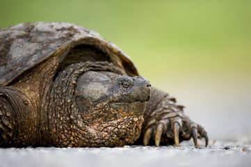 A close up portrait of a Common Snapping Turtle.
