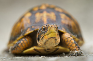 Naklejka premium A close up portrait of an Eastern Box Turtle.