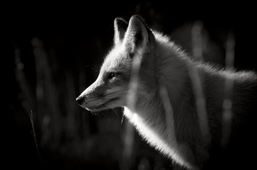 A black and white photo of a Red Fox taken on a bright sunny winter day.