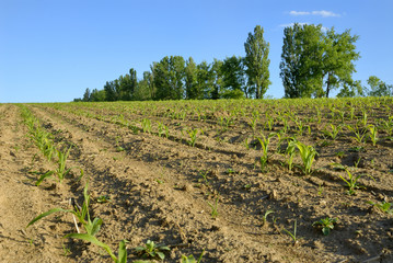 Fototapeta na wymiar Corn row in the field