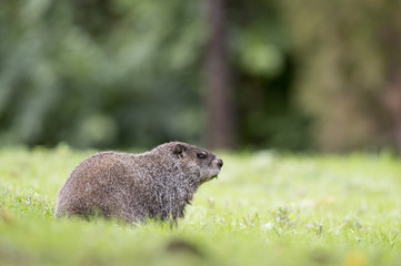 Naklejka na ściany i meble A groundhog eats in a field of green grass.