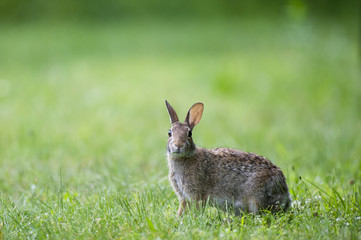 An Eastern Cottontail Rabbit looks right in my direction and still has a little grass sticking out of its mouth.