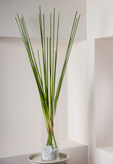 Artificial sedge in glass vase