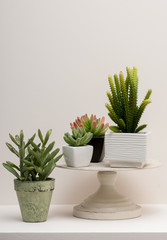 cactus in a pots