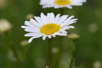 marguerite