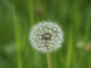 Dandelion seeds in the morning sunlight on fresh green background