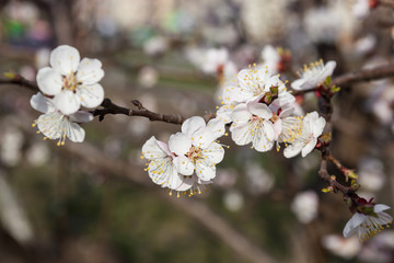 White flowers of the cherry tree