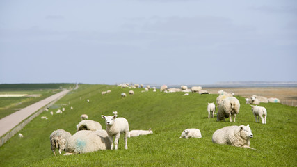 Obraz premium sheep and little lambs