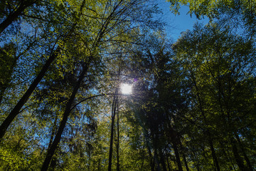 Sonnenschein im Wald