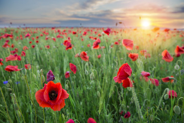 landscape with nice sunset over poppy field