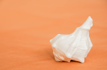 white Sea shell