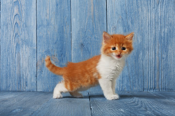 Naklejka na ściany i meble Red orange kitten at blue wood