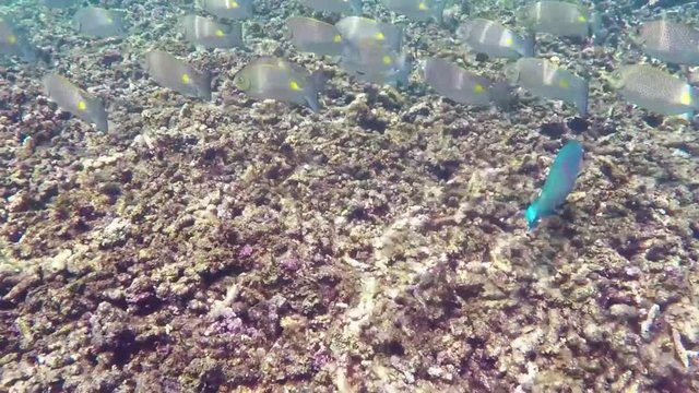 Shoal of tropical fish Siganus rivulatus underwater in Saim Gulf
