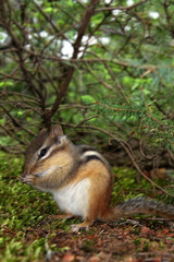 Tamia du Canada