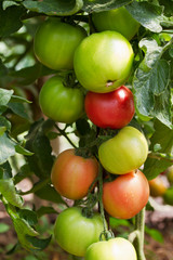 RIpe and green garden tomatoes ready for picking