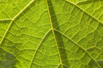 Texture of underside leaf of burdock, close-up