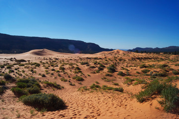Coral Pink Sand Dunes | Utah | USA